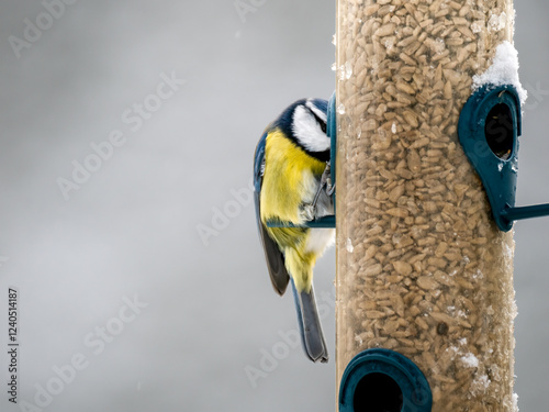 Blaumeise (Cyanistes caeruleu) photo