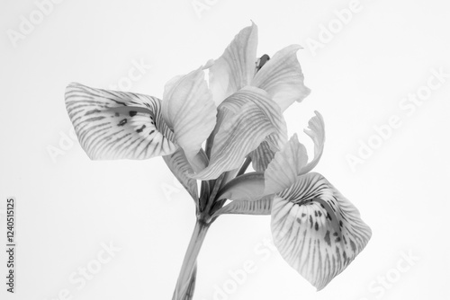 Black and white image of a Iris reticulata against a white background