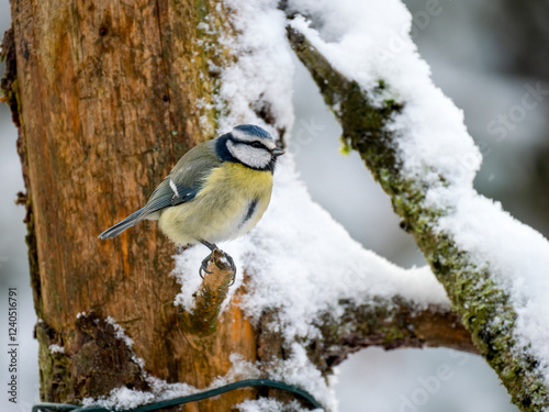 Blaumeise (Cyanistes caeruleu) photo