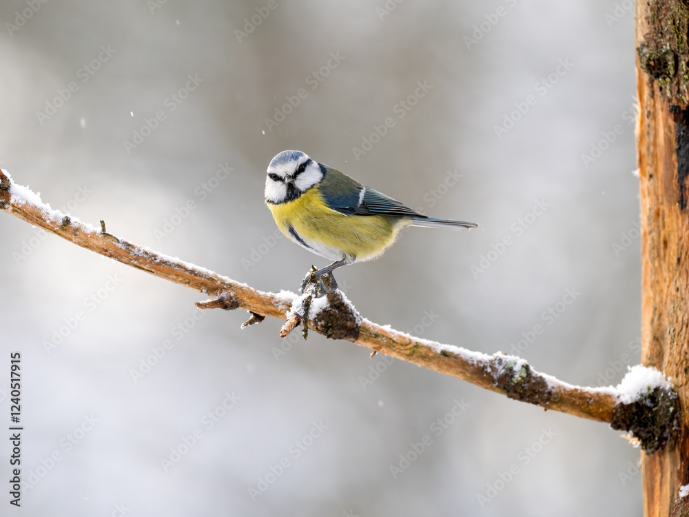 Naklejka premium Blaumeise&nbsp;(Cyanistes caeruleu)