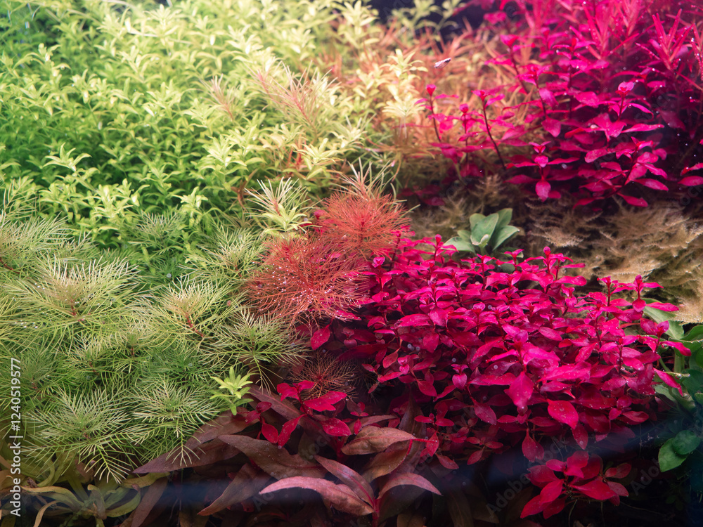 Beautiful aquatic plants for decorating aquariums.