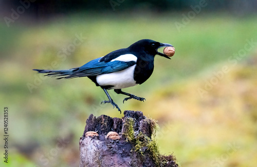 Elster (Pica pica)