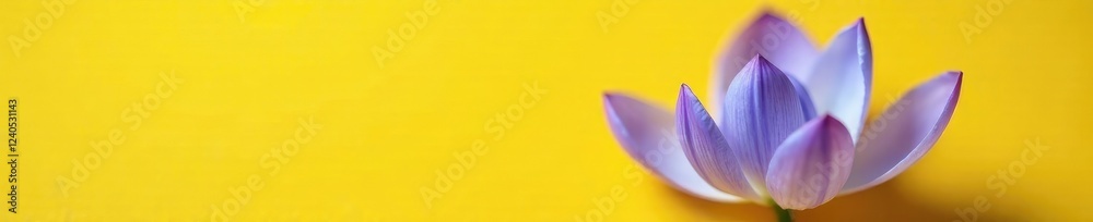 Fototapeta premium Soft blue petals unfurl on a yellow background, nature, purple