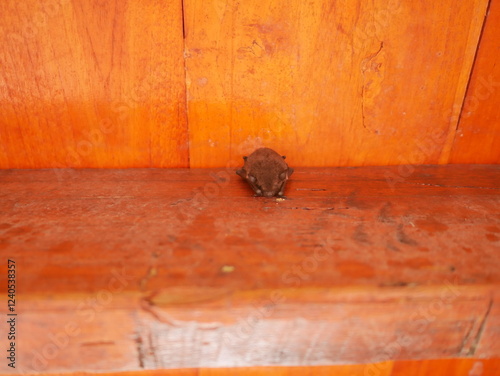 Little brown bat in a wooden house