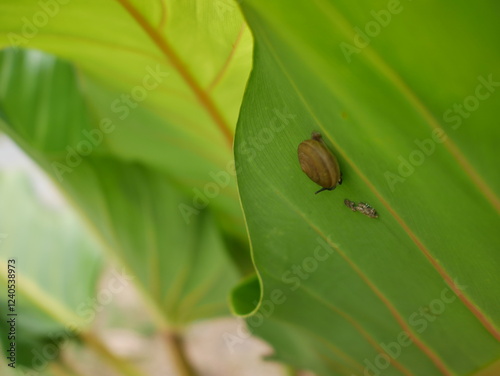 Snail on a leaf in the garden