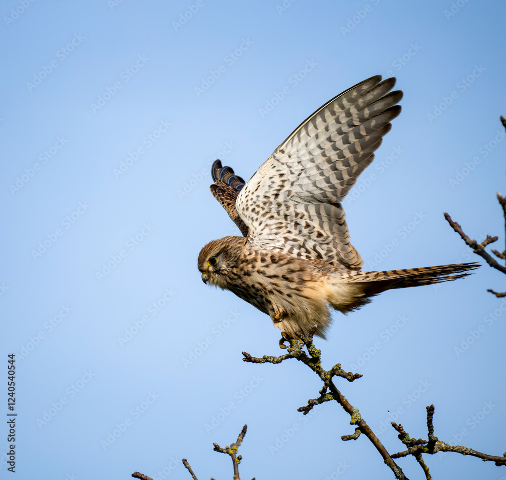 Fototapeta premium Turmfalke (Falco tinnunculus)