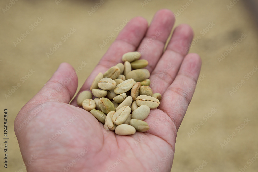 Dry white bean coffee in hand on dry coffee background at plantation. selective focus Dry white bean coffee in hand on dry coffee background at plantation. selective focus