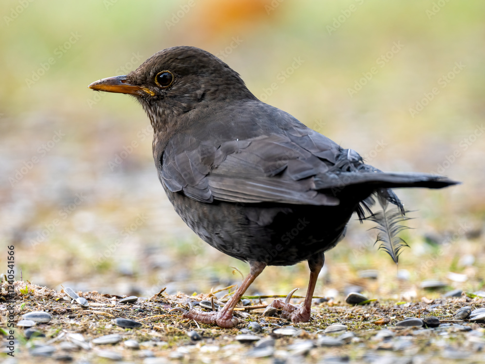Obraz premium Amsel (Turdus merula)