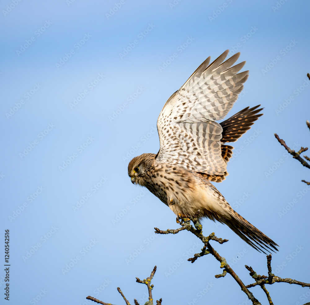 Fototapeta premium Turmfalke (Falco tinnunculus)