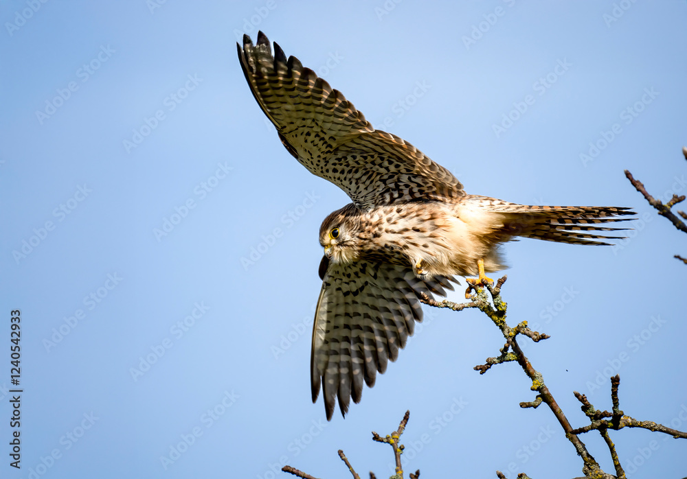 Fototapeta premium Turmfalke (Falco tinnunculus)