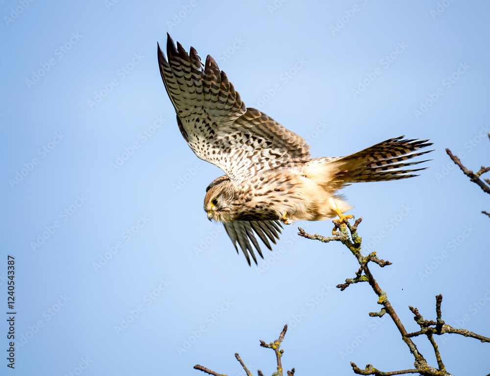 Fototapeta premium Turmfalke (Falco tinnunculus)