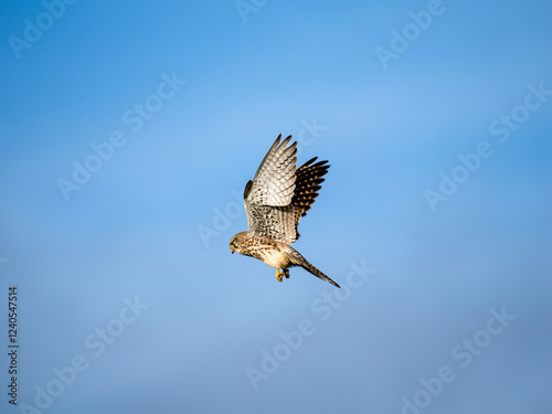 Turmfalke (Falco tinnunculus) photo