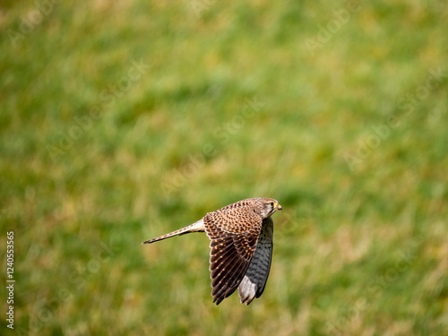 Turmfalke (Falco tinnunculus) photo