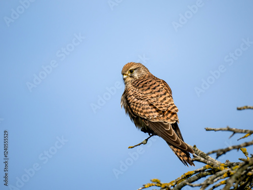 Turmfalke (Falco tinnunculus) photo