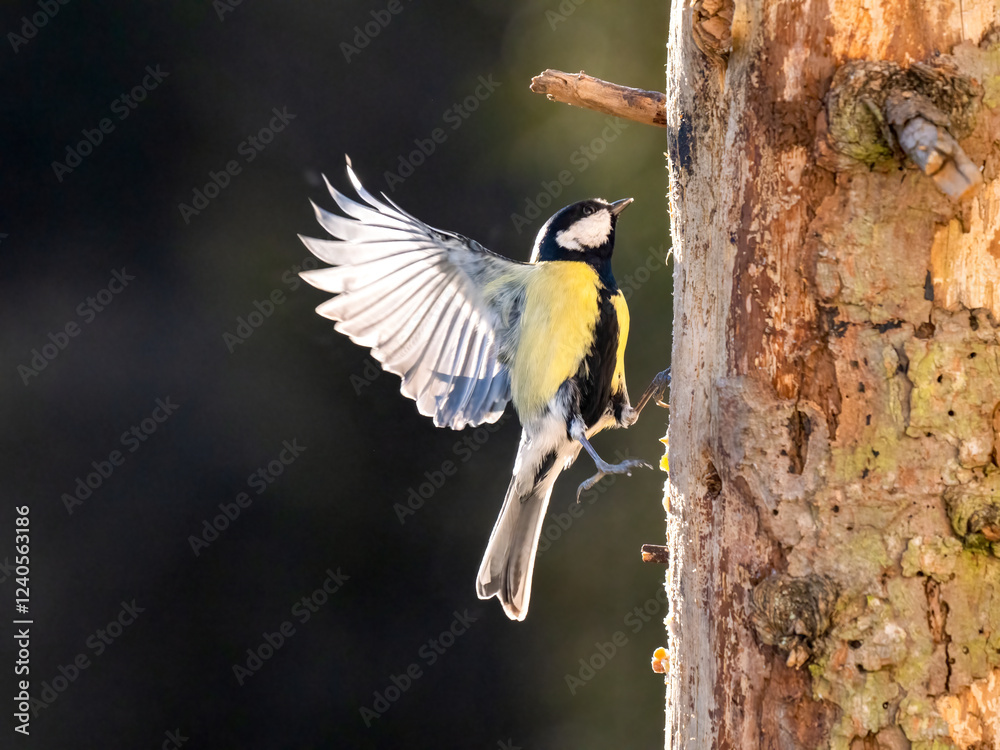 Obraz premium Kohlmeise (Parus major)