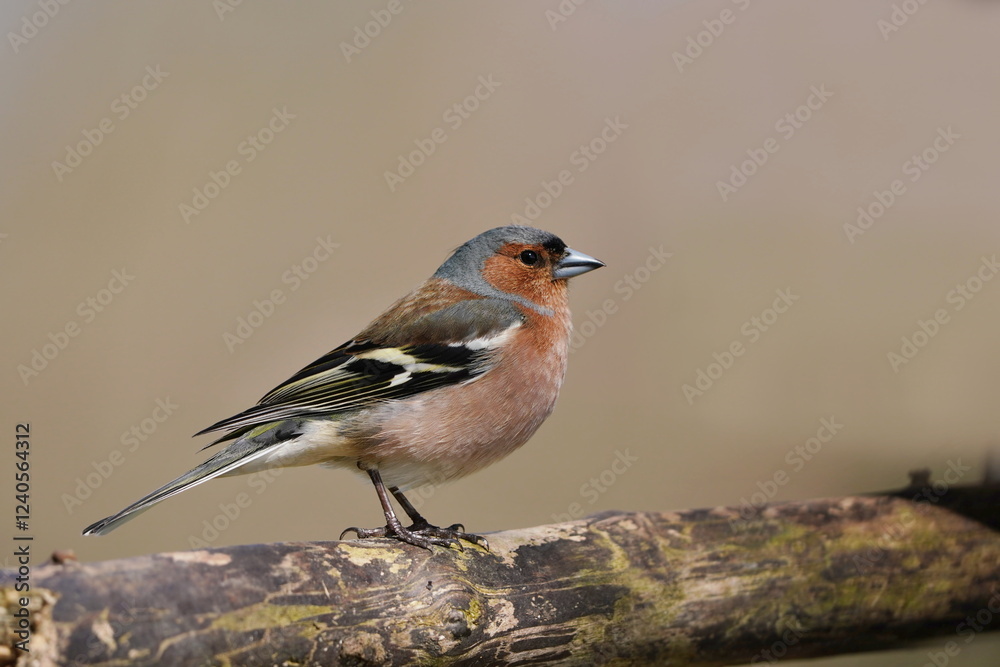 Fototapeta premium A male chaffinch sits on the branch. Wildlife scene with a chaffinch. Fringilla coelebs