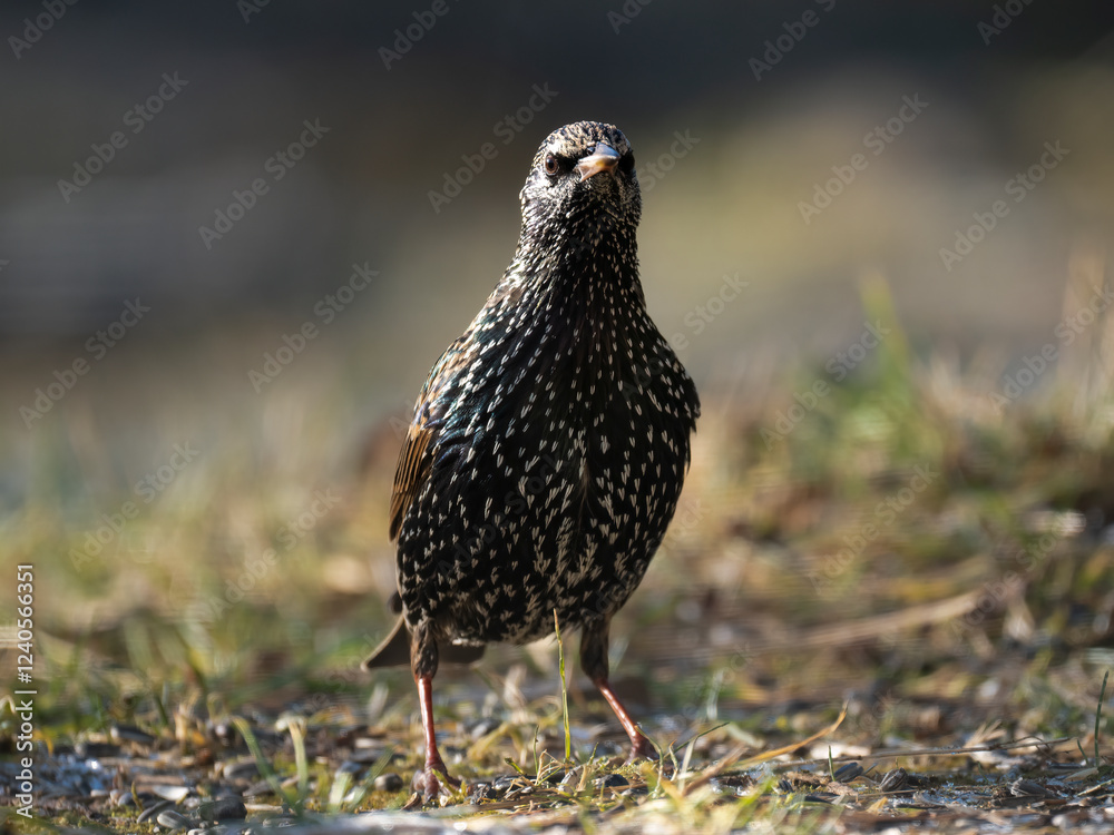 custom made wallpaper toronto digitalStar (Sturnus vulgaris)