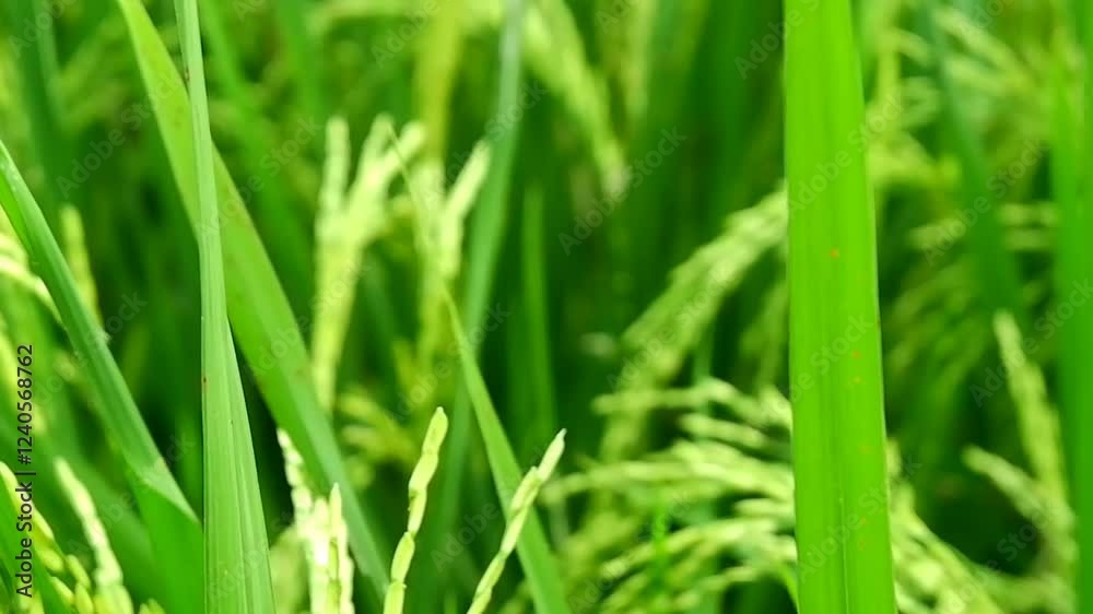 rice plants swaying in the wind in the rice fields. Rice fields are located in rural Indonesia rice plants swaying in the wind in the rice fields. Rice fields are located in rural Indonesia