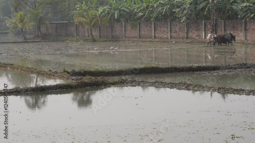 A farmer plowing a flooded field with oxen in a rural area