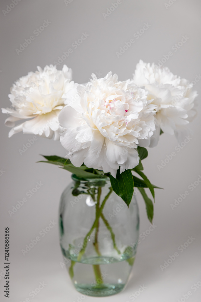 close up of white peony, Festiva Maxima peony, Couronne d'Or peony, white peony with pink center, white flower macro close up of white peony, Festiva Maxima peony, Couronne d'Or peony, white peony with pink center, white flower macro