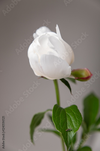Obraz na płótnie close up of white peony, Festiva Maxima peony, Couronne d'Or peony, white peony