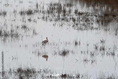 A single flamingo stands on one leg in a lake. The water appears silver in the sunlight, and the bird's reflection appears pink. Brown reeds grow in the water.