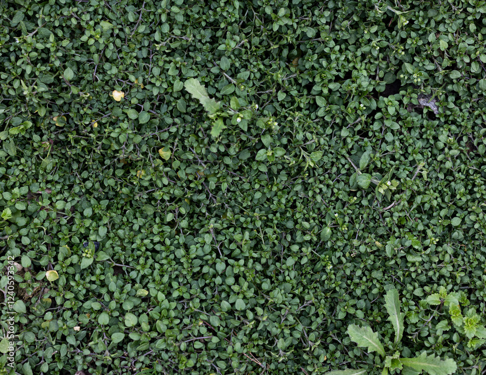 Green background, grass texture. Rural industry Spring field. Close-up from above. Grassy surface Green background, grass texture. Rural industry Spring field. Close-up from above. Grassy surface