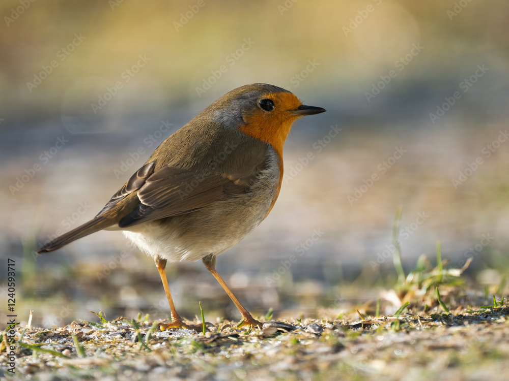 Rotkehlchen (Erithacus rubecula) Rotkehlchen (Erithacus rubecula)