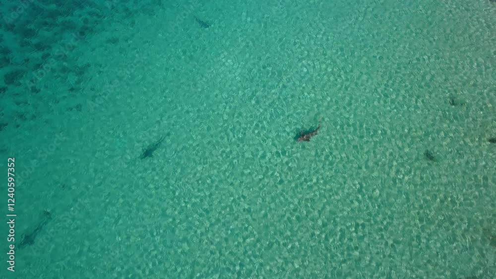 Aerial view of Jologo Beach with sharks in clear blue ocean, One Arm Point, Western Australia, Australia.