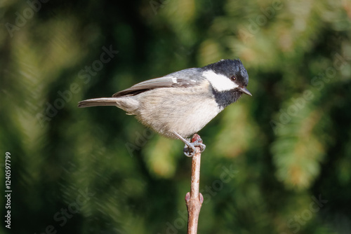 A coal tit sits on top of the branch perpendicular to the camera lens on a sunny winter day. 