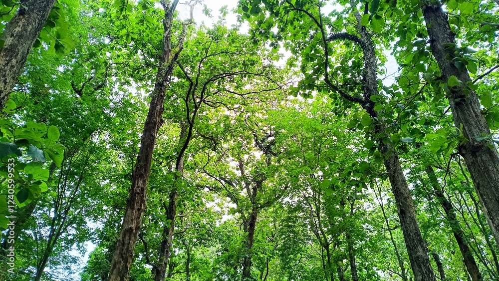 Tree in the forest Tree in the forest