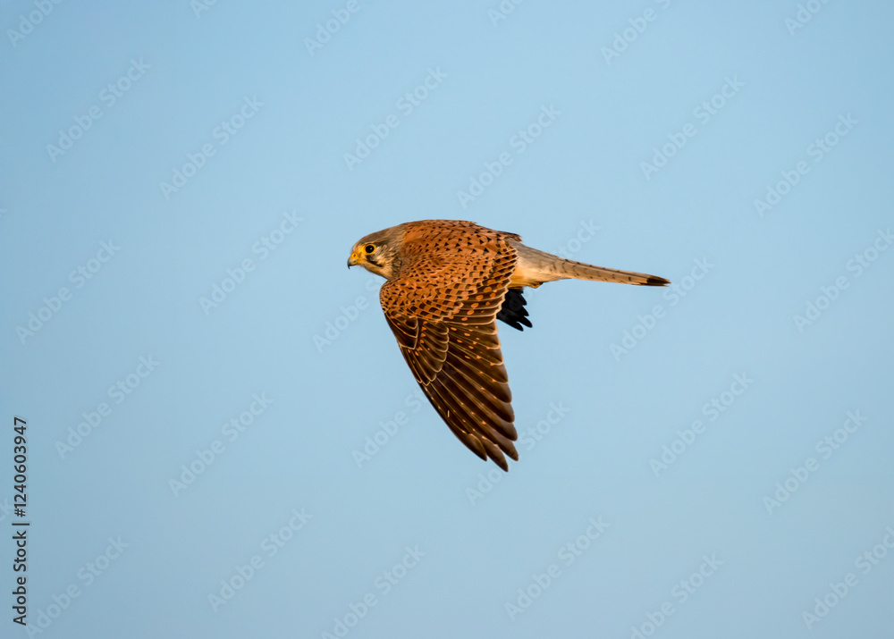 Fototapeta premium Turmfalke (Falco tinnunculus)