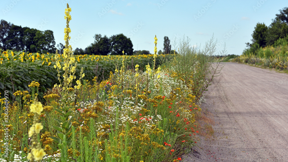 Fototapeta premium flowers at the roadside. meadow flowers and herbs. Cornflower, Verbascum, flowers of Arable Fields. wildflowers natural floral background. summer wild flowers. path in the field. healing herbs