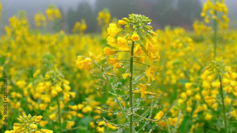 Bright yellow flowers bloom in a misty field during early morning light