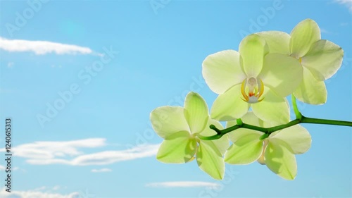 Yellow orchid blossoms swaying on the wind against blue sky with free space. Beautiful nature at sunny summer day. Luxury tropical phalaenopsis flower.
