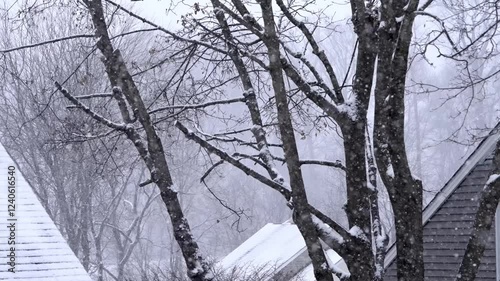 Snowstorm on a winter day, trees covered with snow, snowfall in a suburban neighborhood, nature, static shot, snow capped trees and roofs, background photo