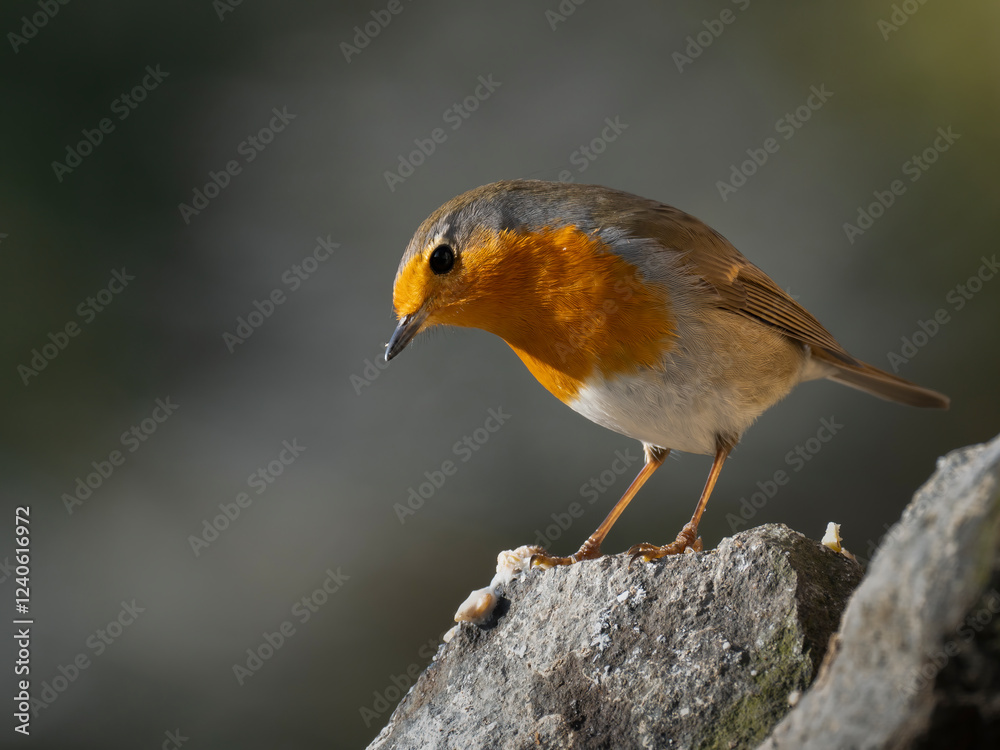 Fototapeta premium Rotkehlchen&nbsp;(Erithacus rubecula)