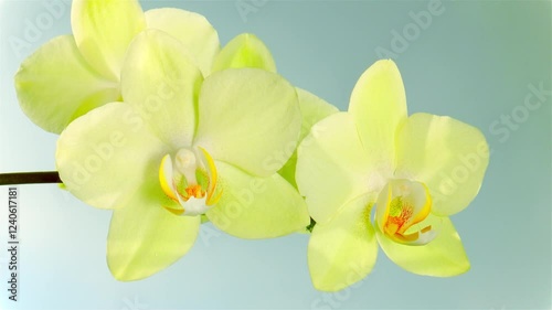 Canary yellow orchid blossoms swaying on the wind. Beautiful nature at sunny summer day. Luxury tropical phalaenopsis flower. Close up shot.
