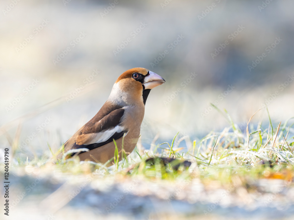 Kernbeißer (Coccothraustes coccothraustes) Kernbeißer (Coccothraustes coccothraustes)