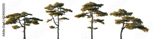 Pinus taiwanensis pine tree isolated png on a transparent background evening light premium cutout (Taiwan red pine, Taiwan song) photo