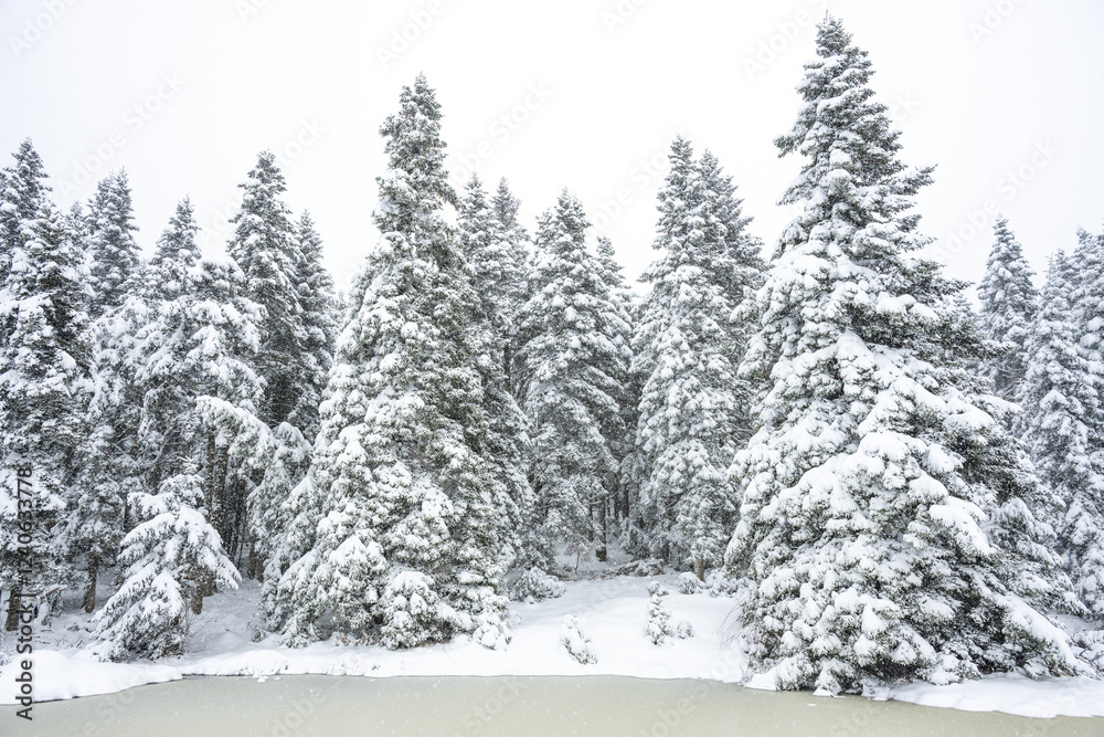 Forest in snow and frozen lake Forest in snow and frozen lake