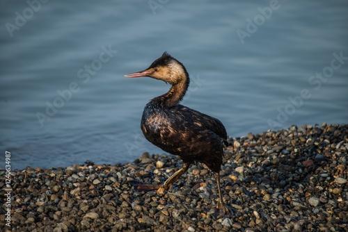 A Great Crested Grebe covered in fuel oil sits on the seashore. A bird affected by an environmental disaster. Black Sea, Russia.