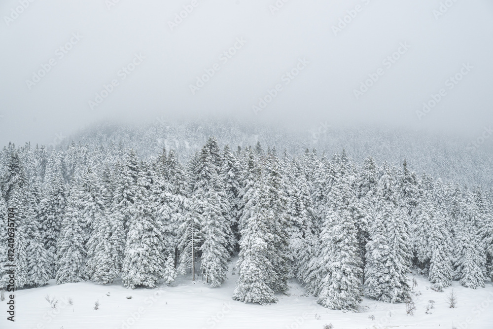 Forest in the winter with snow and fog Forest in the winter with snow and fog