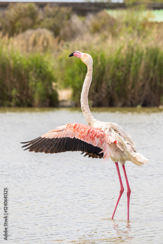 Greater Flamingo (Phoenicopterus roseus) in Ornithological park of Pont de Gau in Camargue regional national park in Saintes Maries de la Mer in France photo