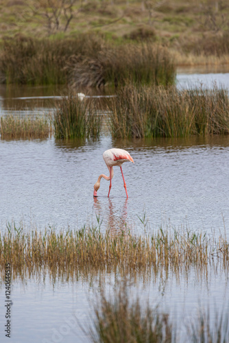 Greater Flamingo (Phoenicopterus roseus) in Ornithological park of Pont de Gau in Camargue regional national park in Saintes Maries de la Mer in France photo