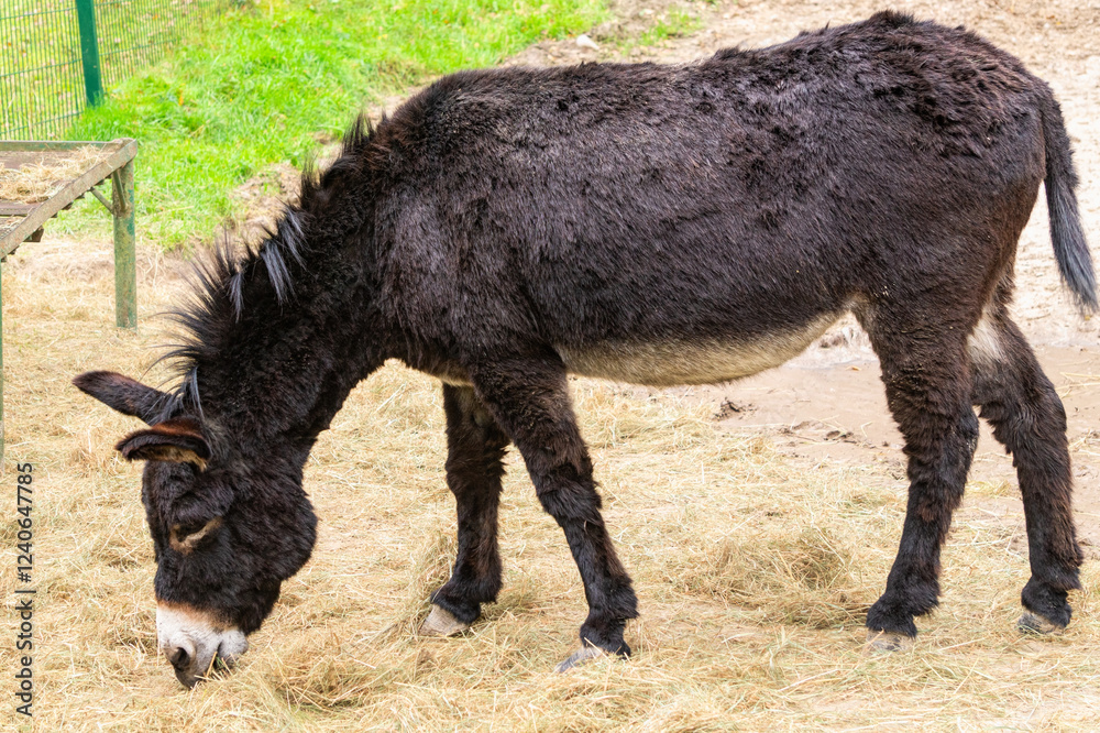 Donkey sanctuary in the village Donkey sanctuary in the village