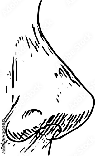 Nose Face part. Hand drawn vector isolated sketch 