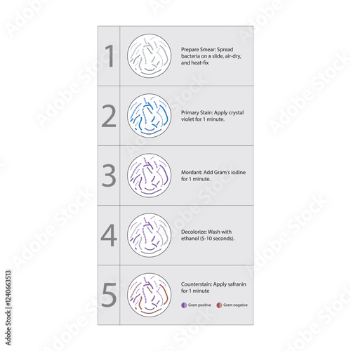 Diagram showing gram staining technique steps - microbiology laboratory using Crystal violet and Safranin