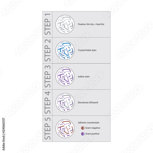 Diagram showing gram staining technique steps - microbiology laboratory using Crystal violet and Safranin