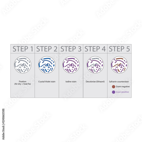 Diagram showing gram staining technique steps - microbiology laboratory using Crystal violet and Safranin